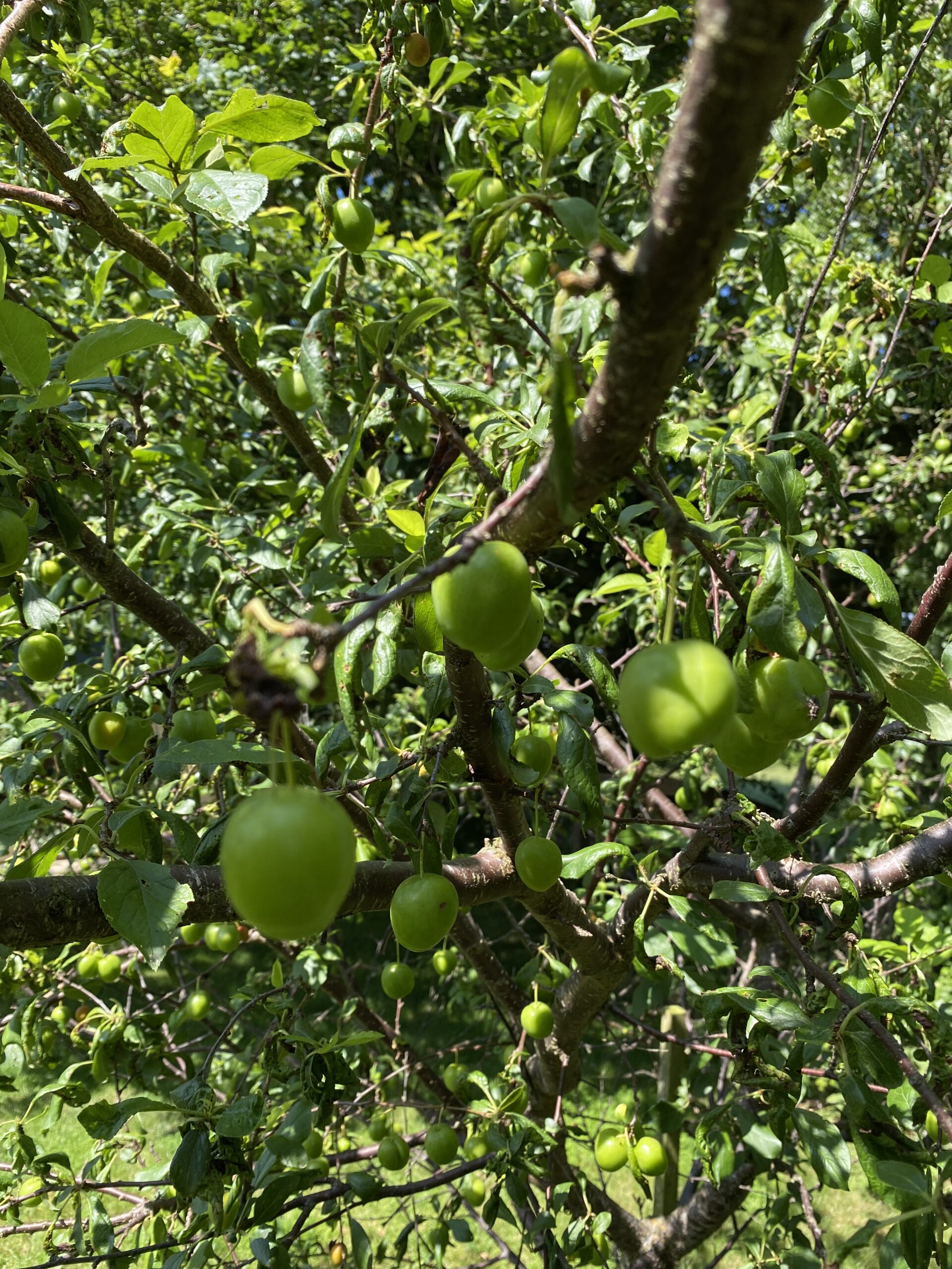 Bearwood Cabin Orchard