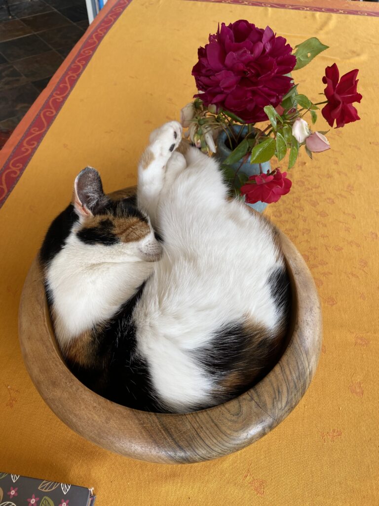 Cabin cat