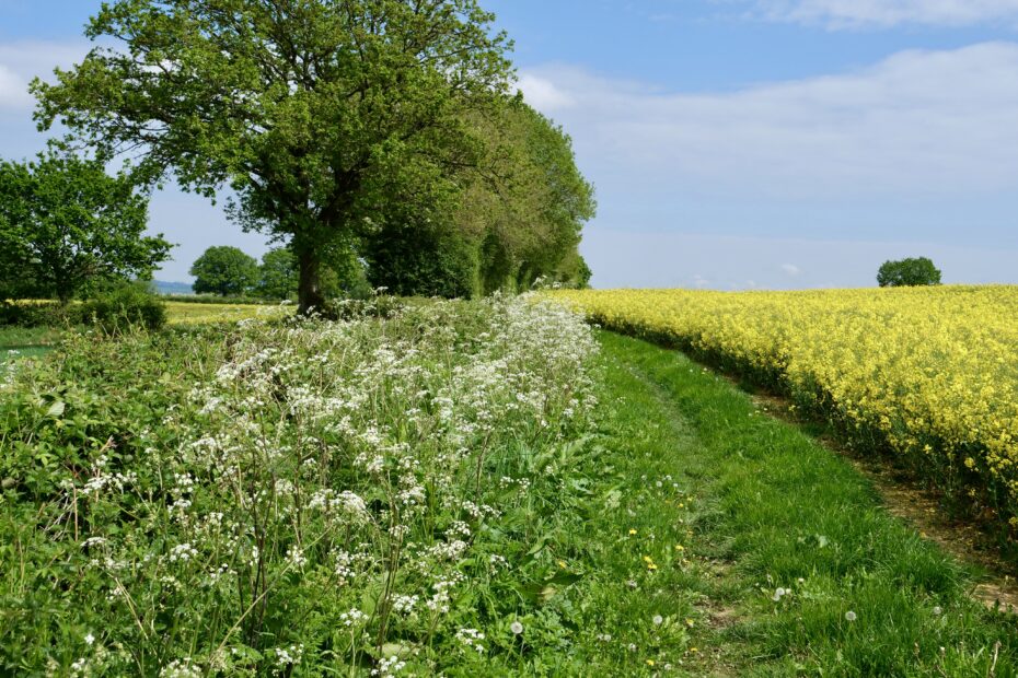 Summer countryside views in Herefordshire near Bearwood Cabin