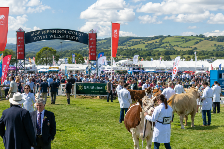 Illustrative agricultural show scene with livestock judging and visitors, representing the atmosphere of the Royal Welsh Show.